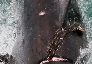 GREAT WHITE SHARK FREED FROM DEADLY FISHING LINE